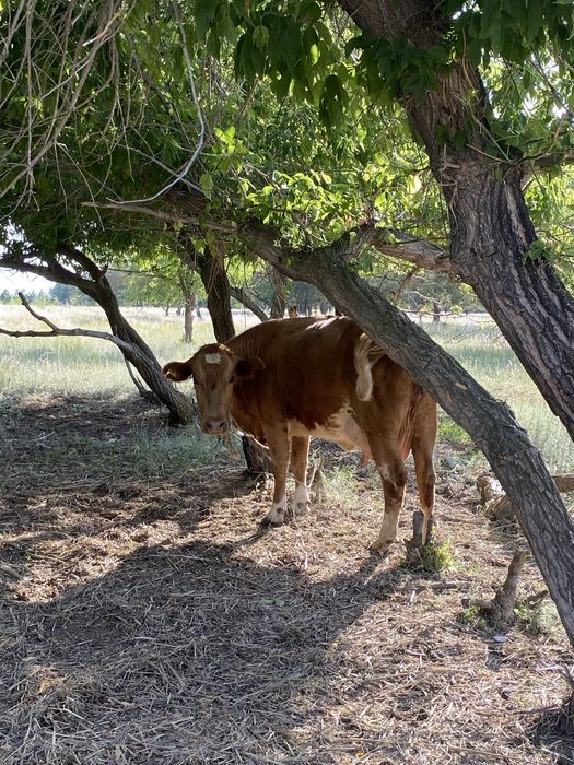 Сиыр бұзауымен