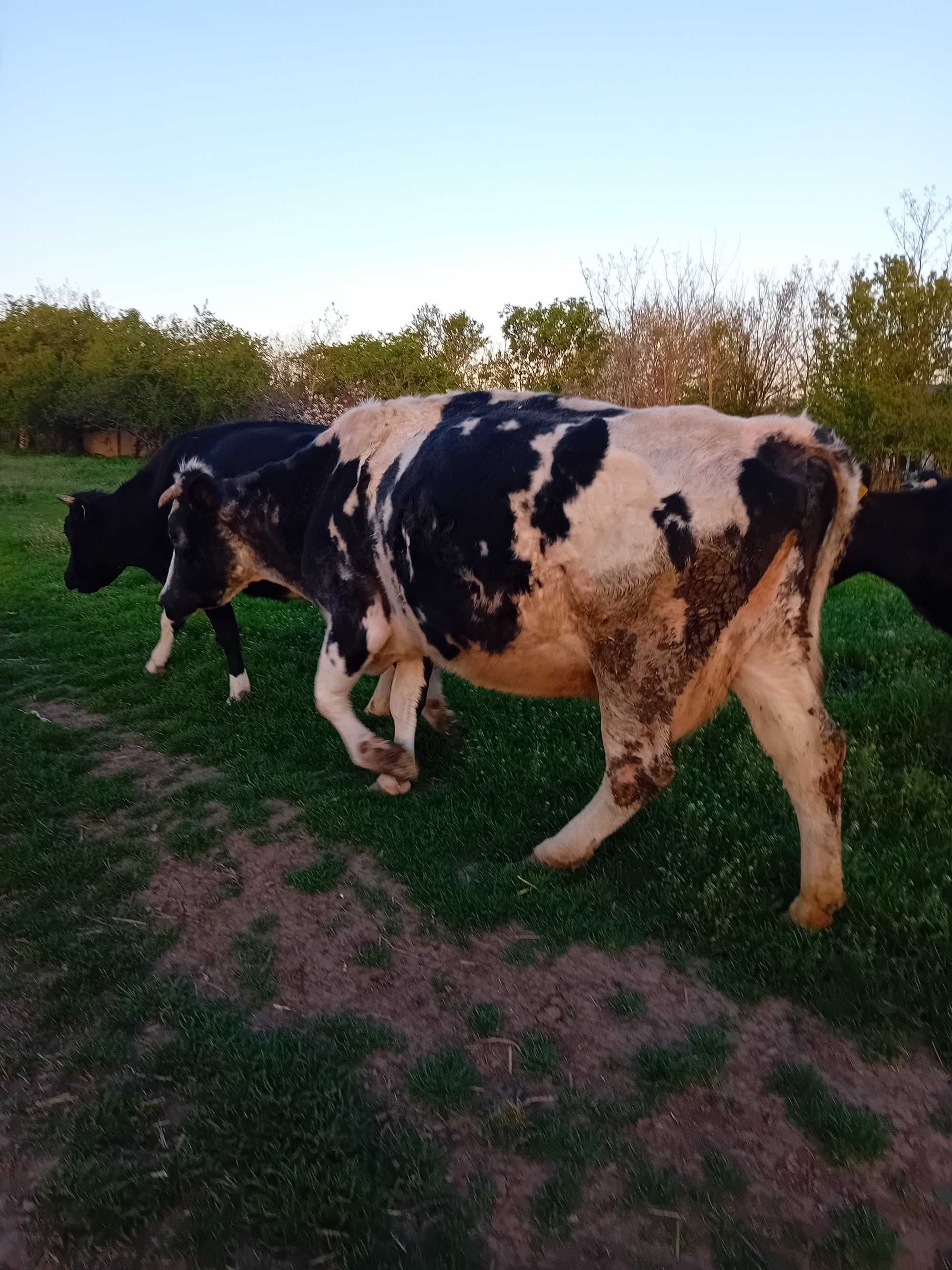 Vacă De vânzare Holstein