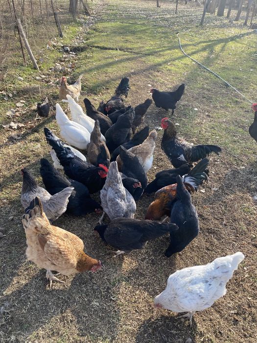 Продается домашние куры