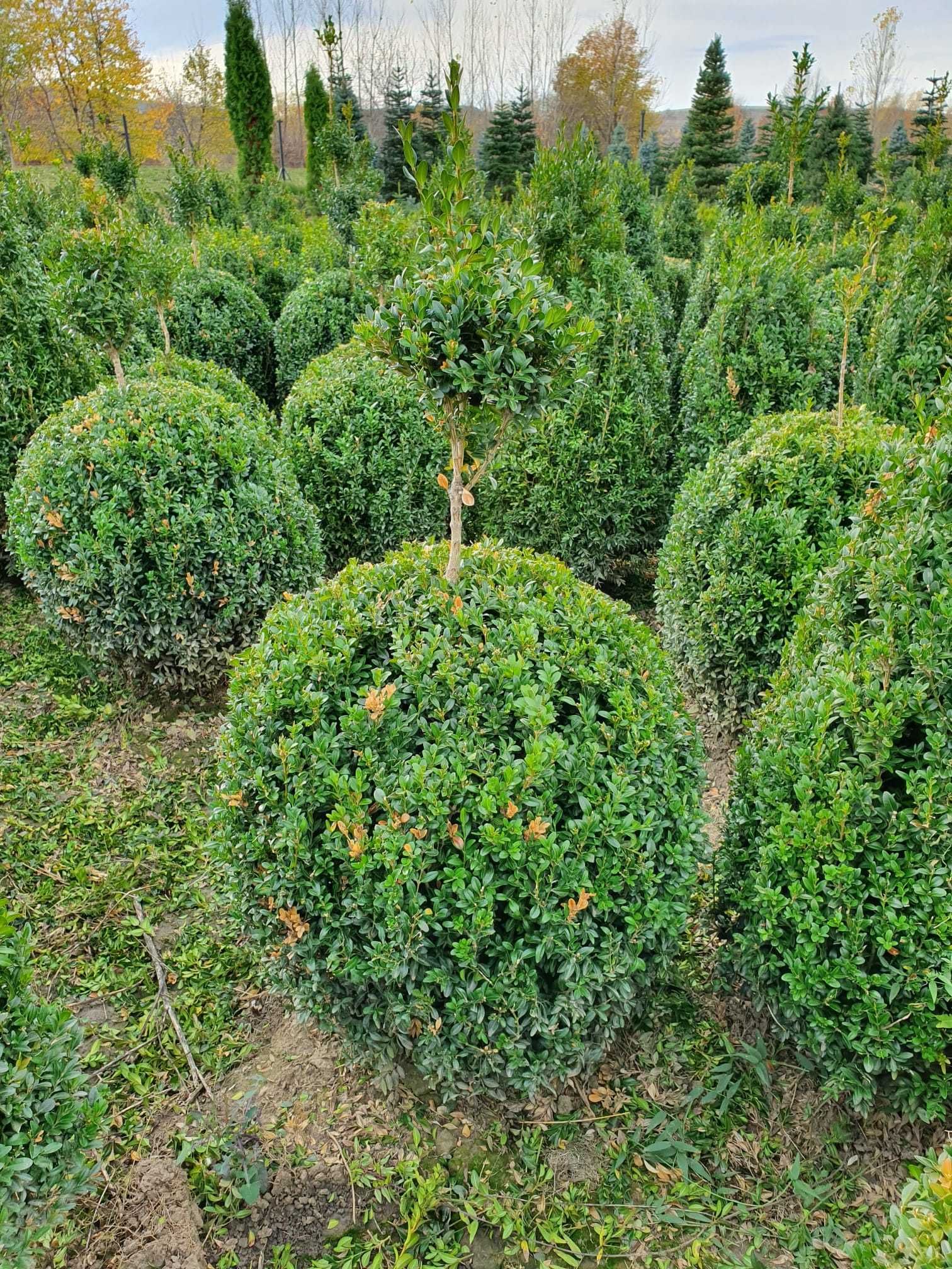 Plante ornamentale Tuia Smarald PonPon Leilandy Cumnaris