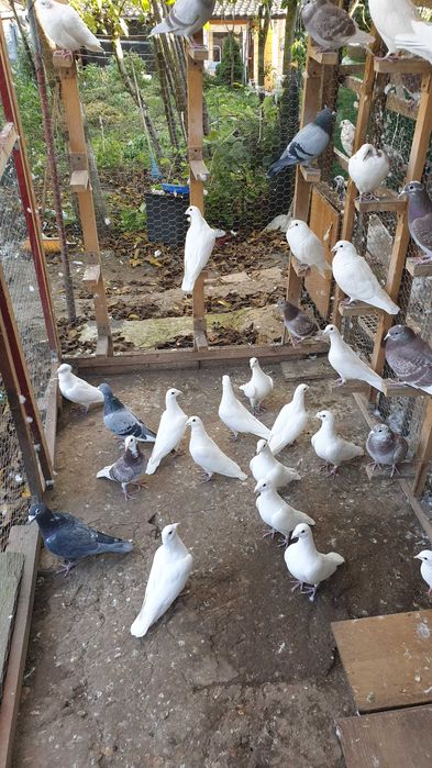 Ocazie! Vand voiajori albi pentru nunti si voiajori concurs vaccinati!