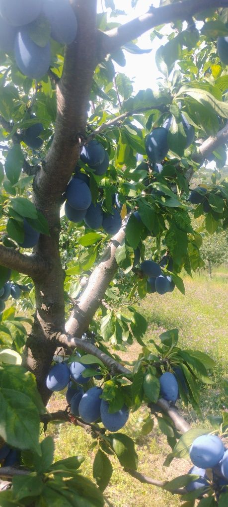 Vând prune mai multe soiuri