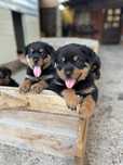Vand Pui Rottwailer