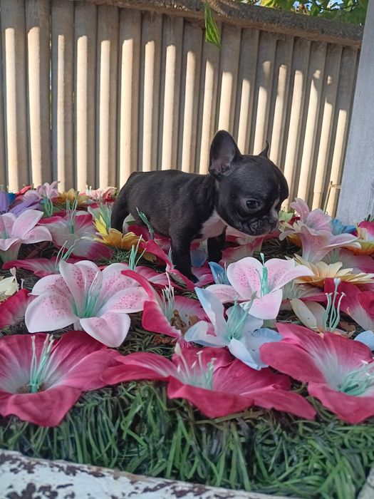 Френски булдог french bulldog