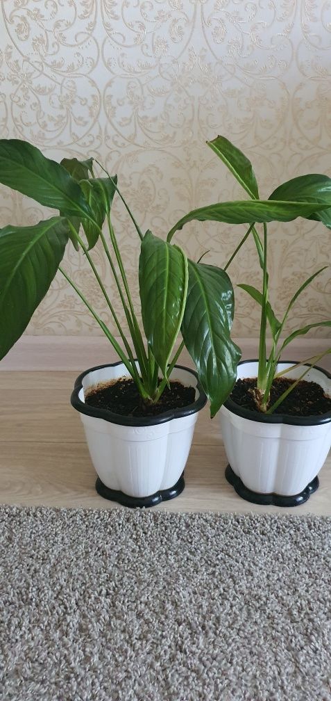 Продам Спатифиллум Цветы