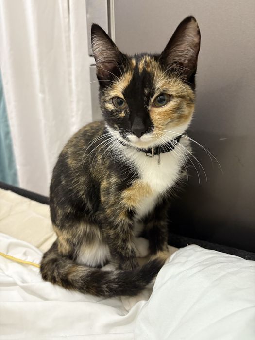 Красивая мини кошка