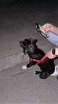 Ofer catel spre adoptie