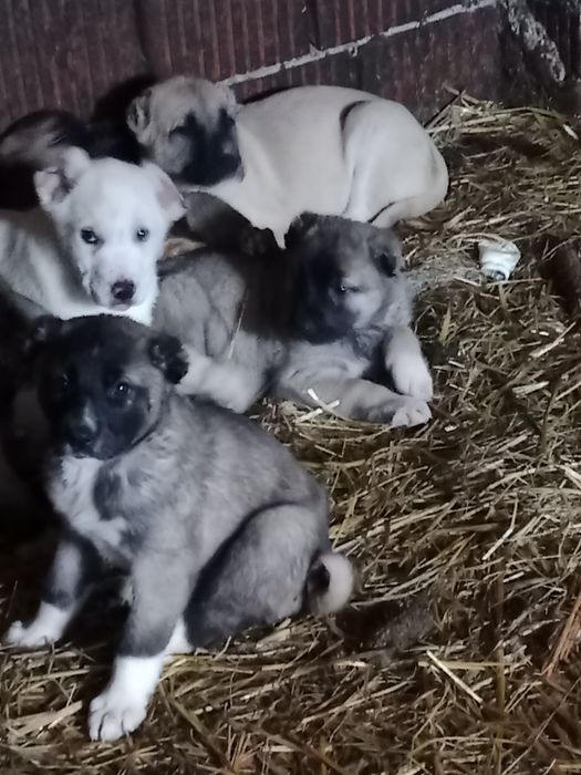 Vând oii bune de bune