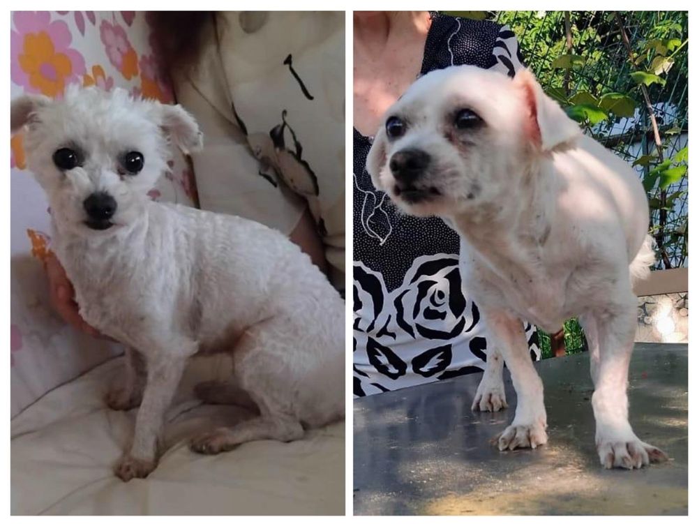 Metisi Bichon spre adoptie, gratuit