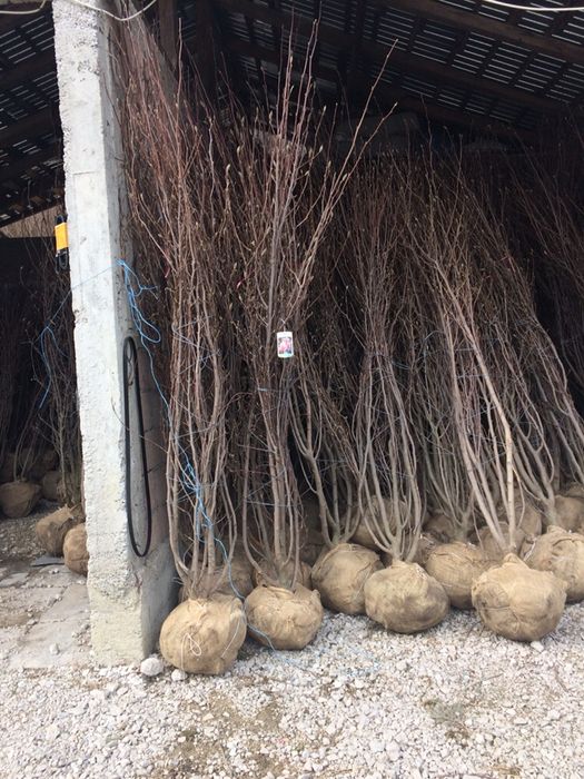Producător Plante Ornamentale !