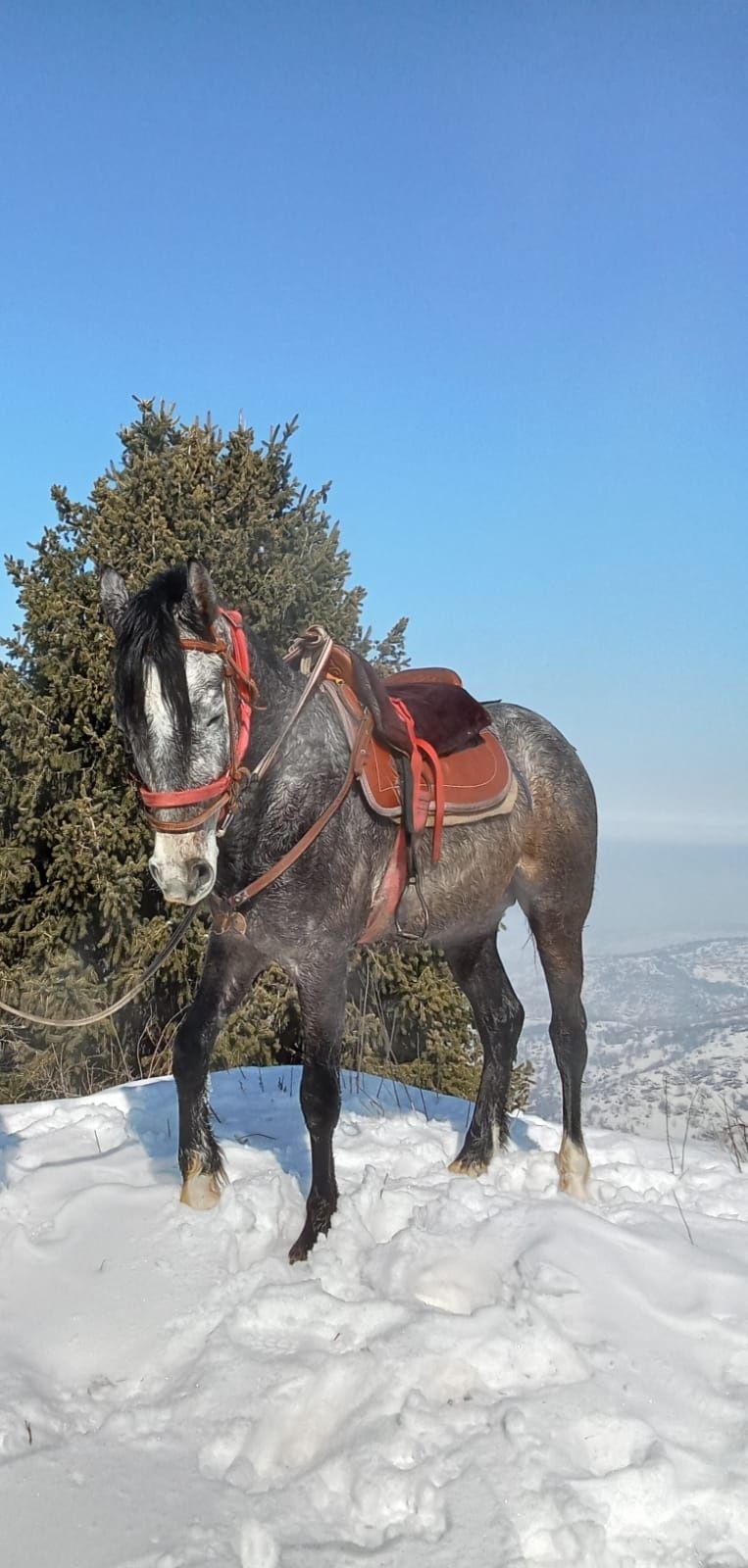 Айныр сатам срочно