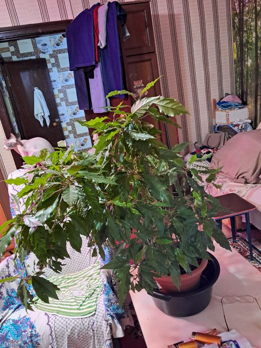 Домашние цветы срочно