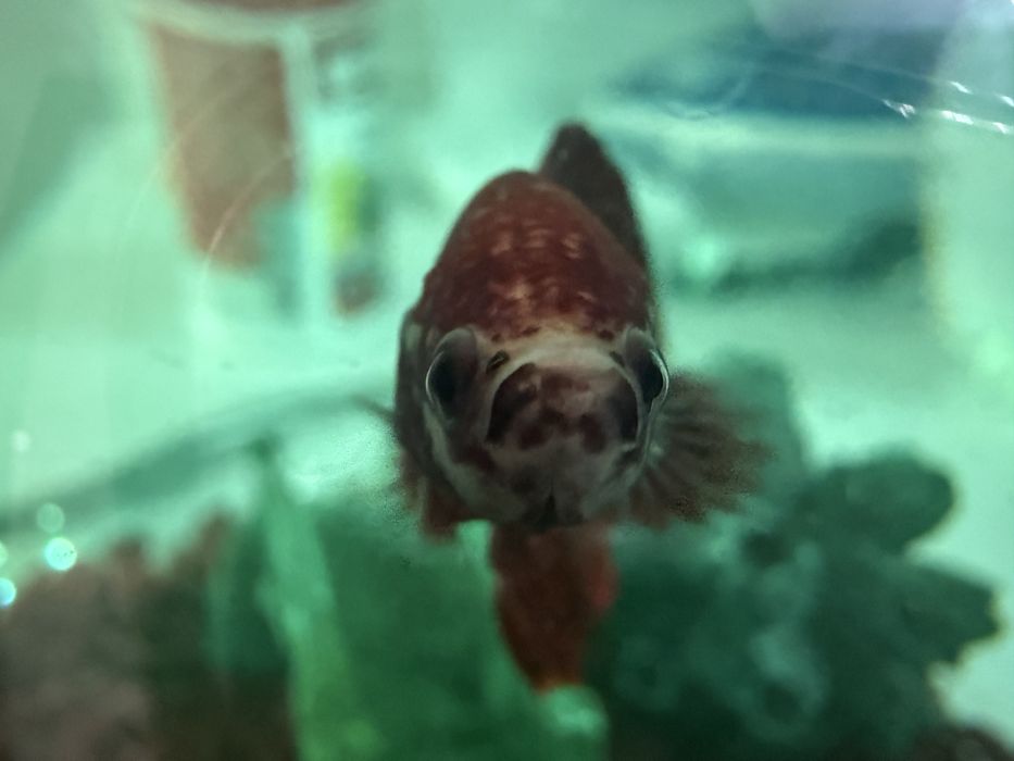 Betta  peste