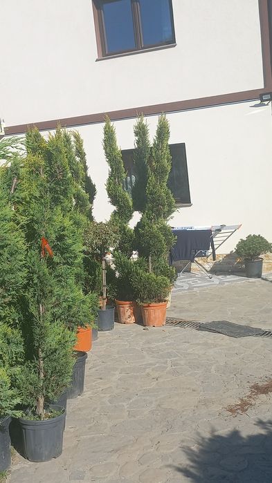 Vând mesteacăn tei brazi tuia pon pon spirale și multe altele plante