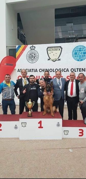 Pui Ciobanesc German - linie de show