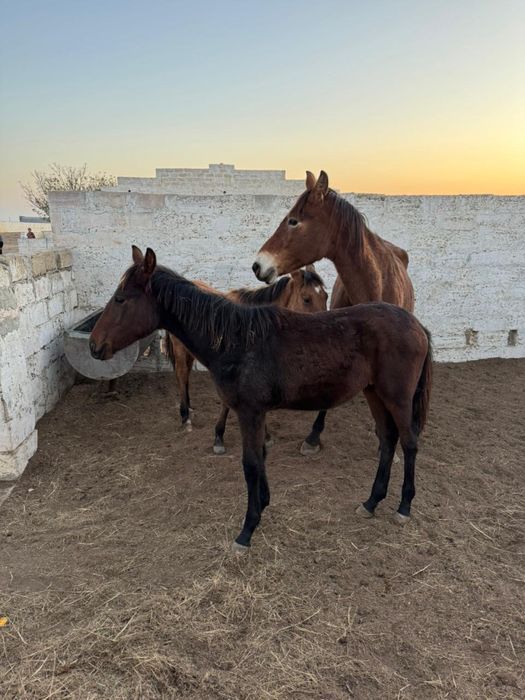 Жогары канды Жабагы сатылады!