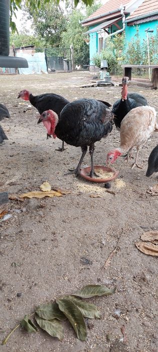 De vanzare curcani din primavara