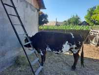 Vaca  de vanzare