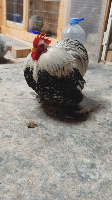 Găini cochinchina pitic herminat închis