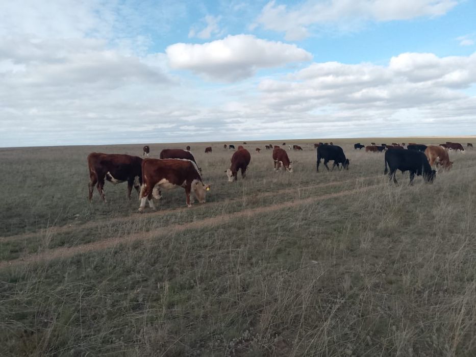 Продам Бычков 2-х годавалых , 1.5 годовалых оптом 34 головы.