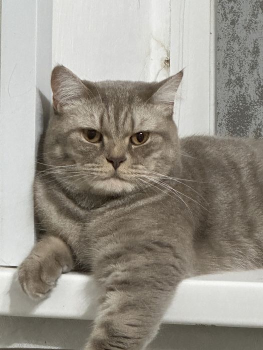 Отдадим кота в добрые руки