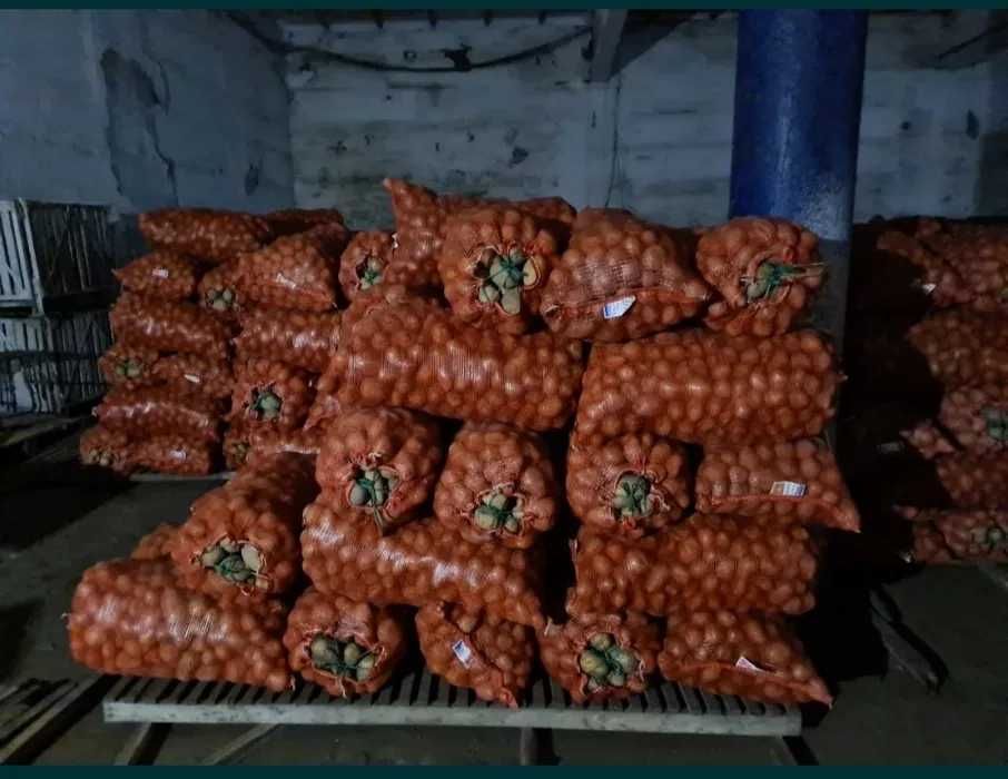 Картофель В Петропавловске продажа оптом и в розницу