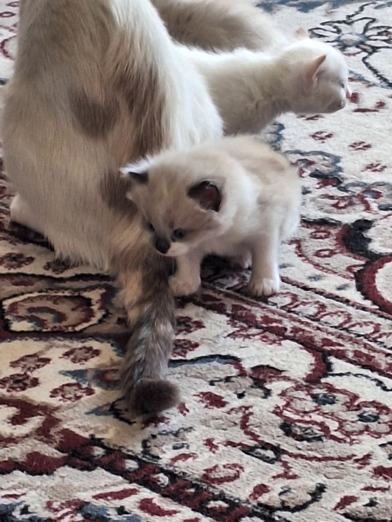 Сиамские котята.