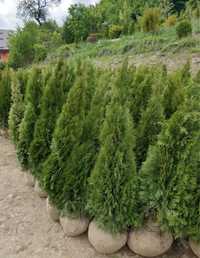 Tuia de orice specie , plante aclimatizate si crescute in Romania .