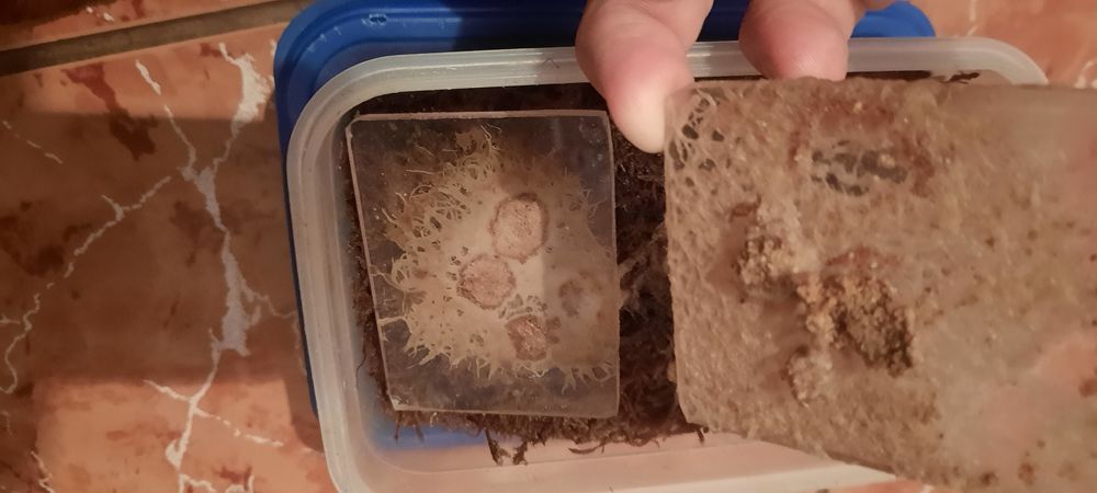 Grindal acvariu pesti