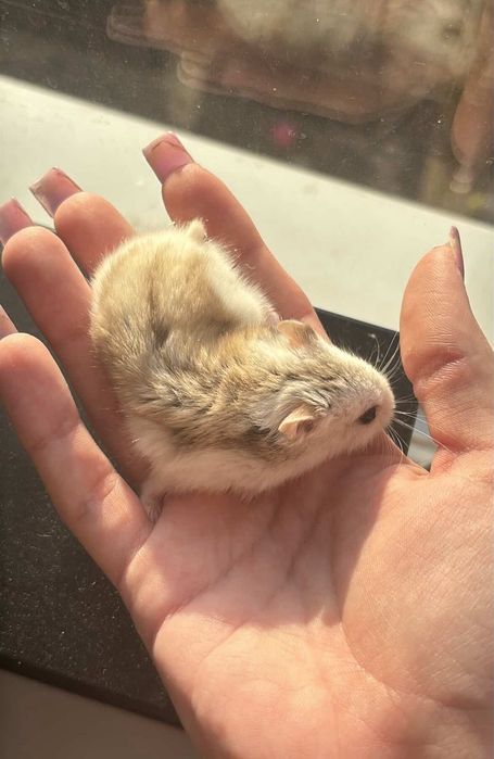 Джунгарский хомяк