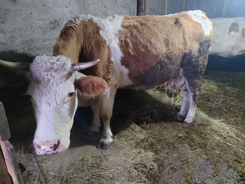 Vând doua vaci baltate românești