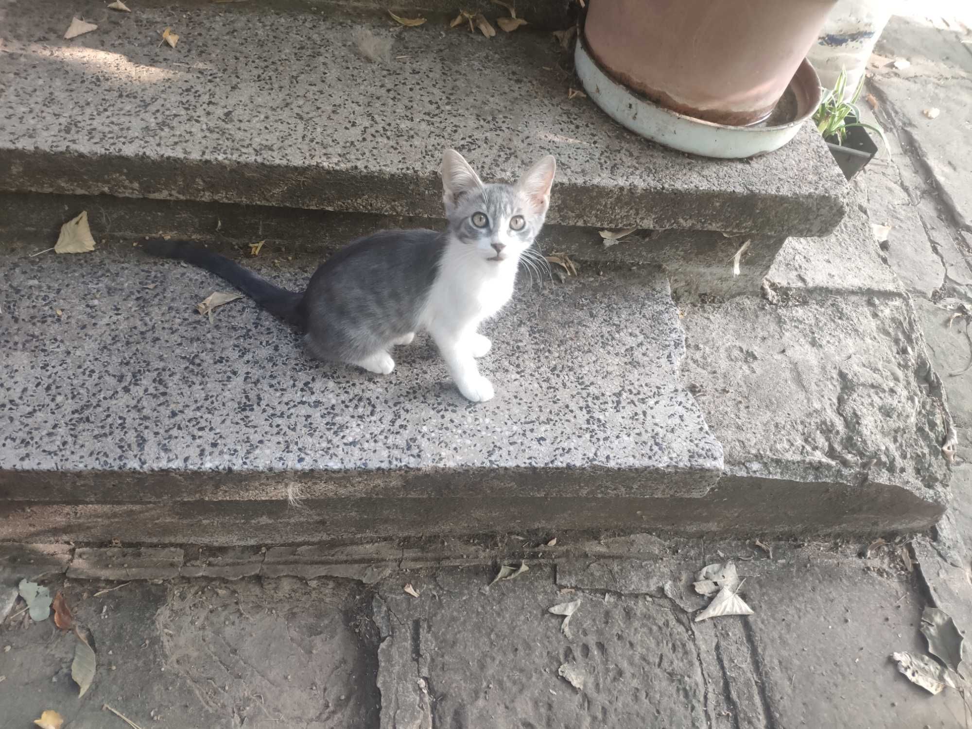 Подаряваме малки котета на около пет месеца