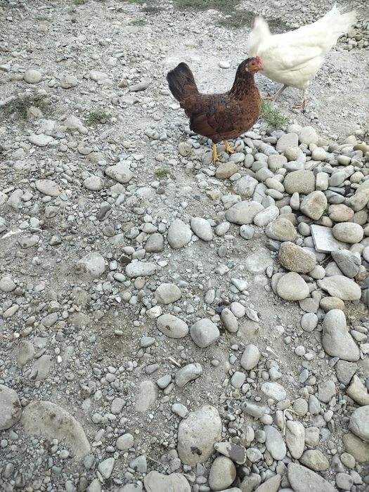 Rațe mute, găinușe