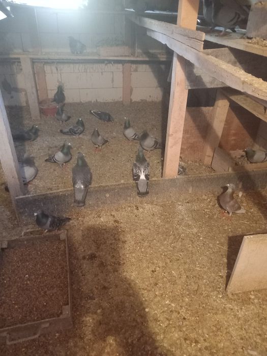 Vând porumbei voiajori