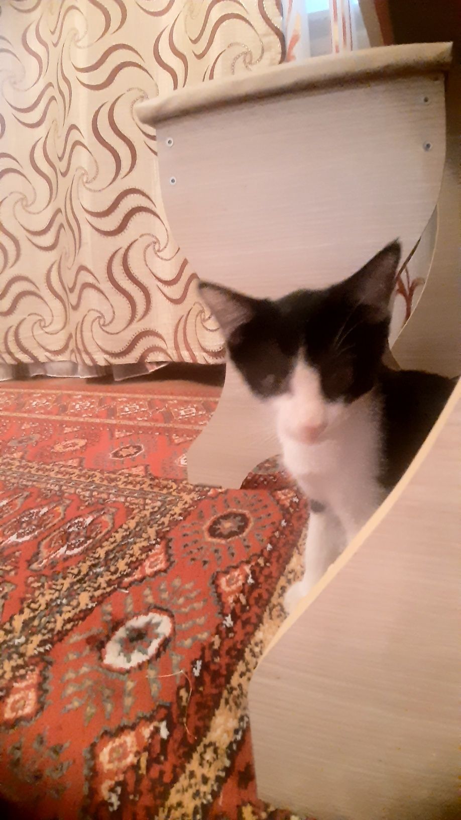 Хотим пристроить двух котят, можно по отдельности