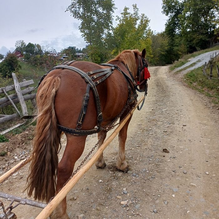 Vând cal la garanție