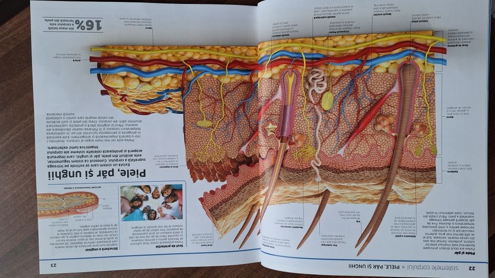 Enciclopedia Corpul uman