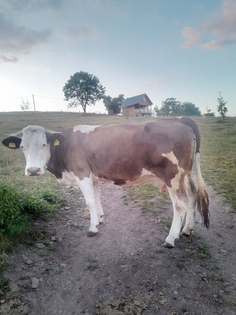 Vacă bună de vînzare.