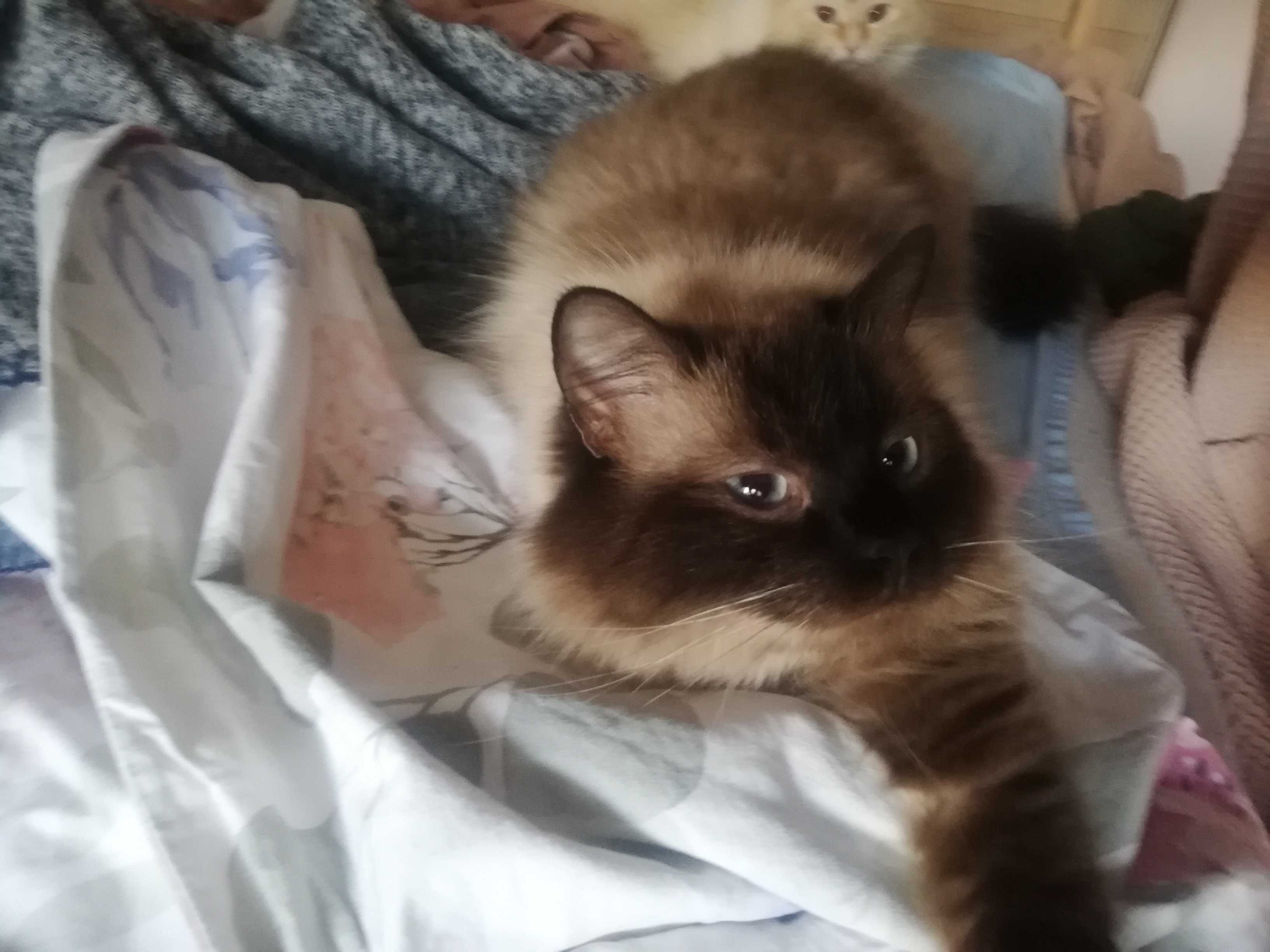 Невска Маскарадна котка