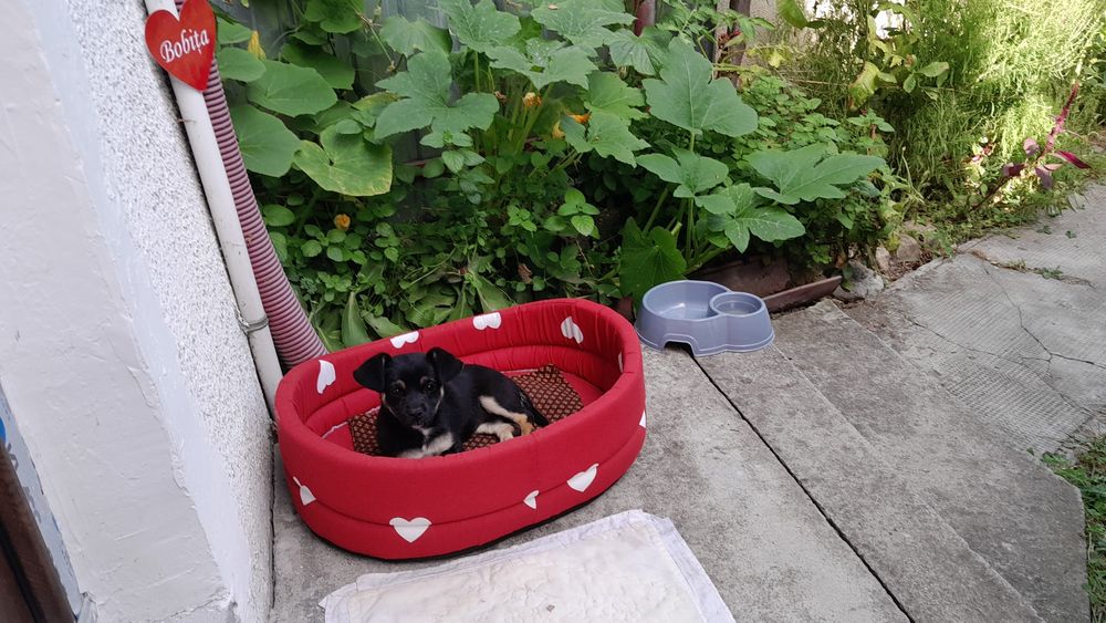Dau in adoptie caine metis 5 luni fetiță