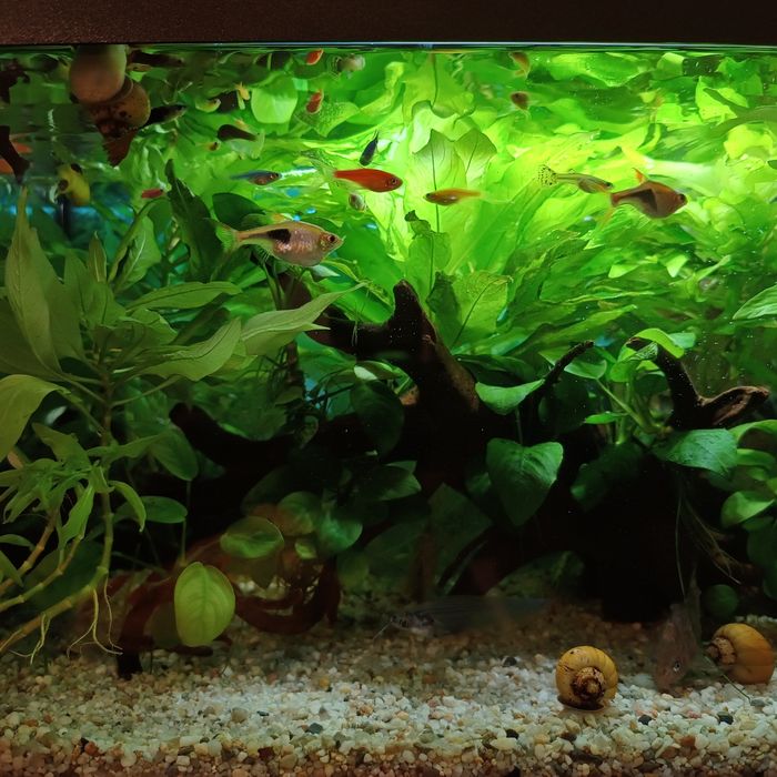 Acvariu complet echipat