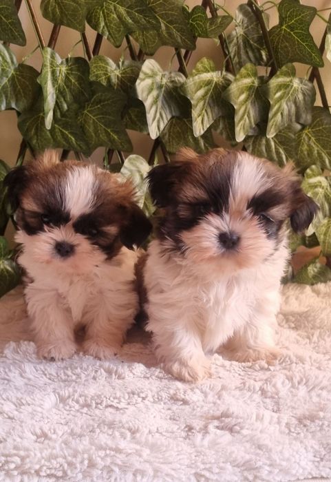 Ши Тцу Shih Tzuu