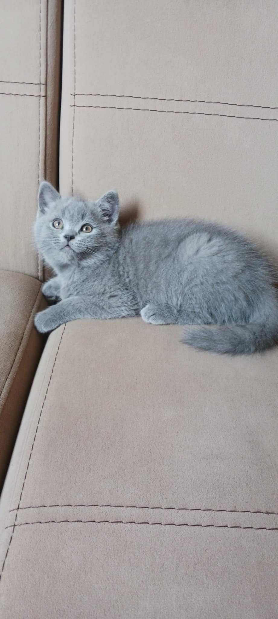 Британски котета