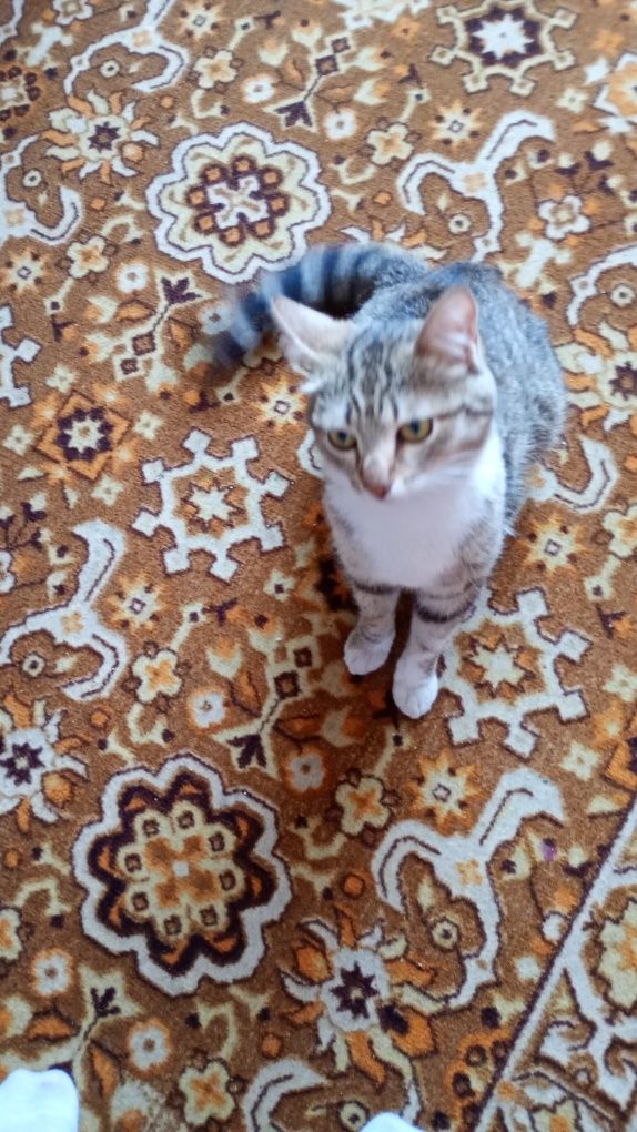 Кошка и два кота отдам бесплатно