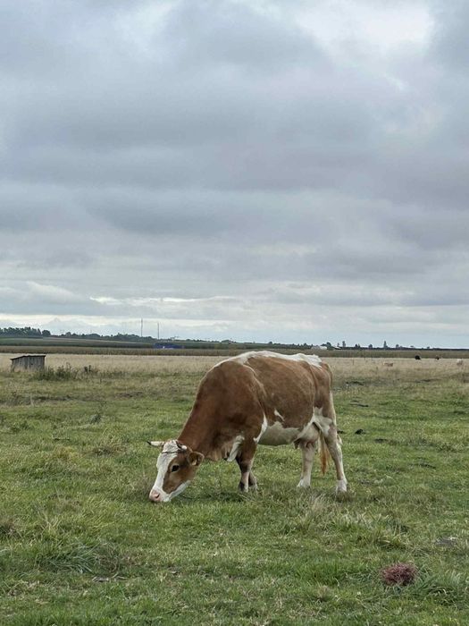 Vaca de vânzare al 3vitel