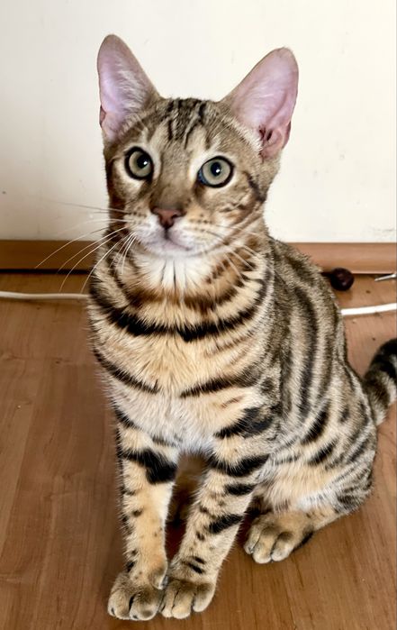 Бенгалски котенца с родословие !