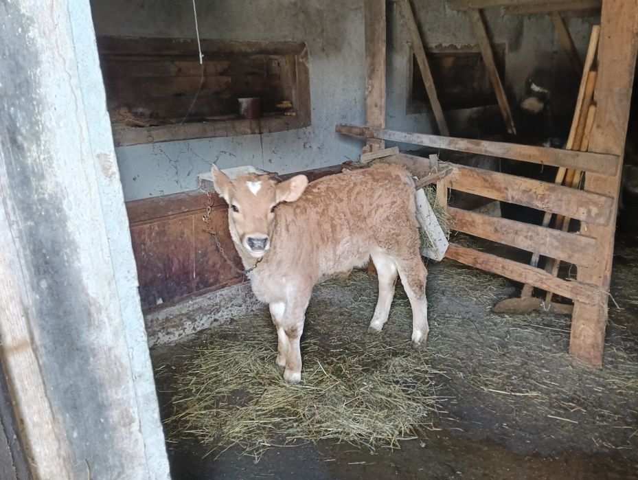 Vând vițel de 7 săptămâni