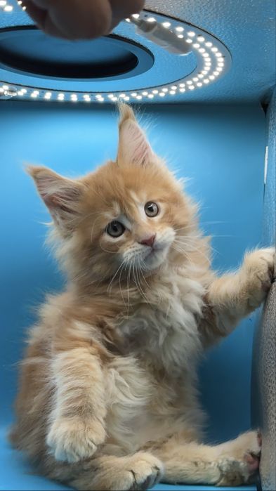 Продаются котята мейкун