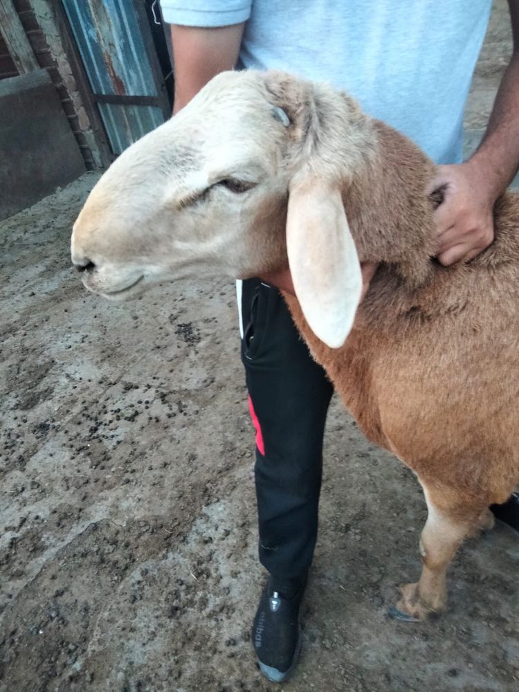 Продам кошкара, Гиссар