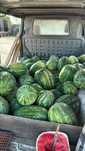 Vând lubeniță angro calibru 7- 20 kg foarte dulci